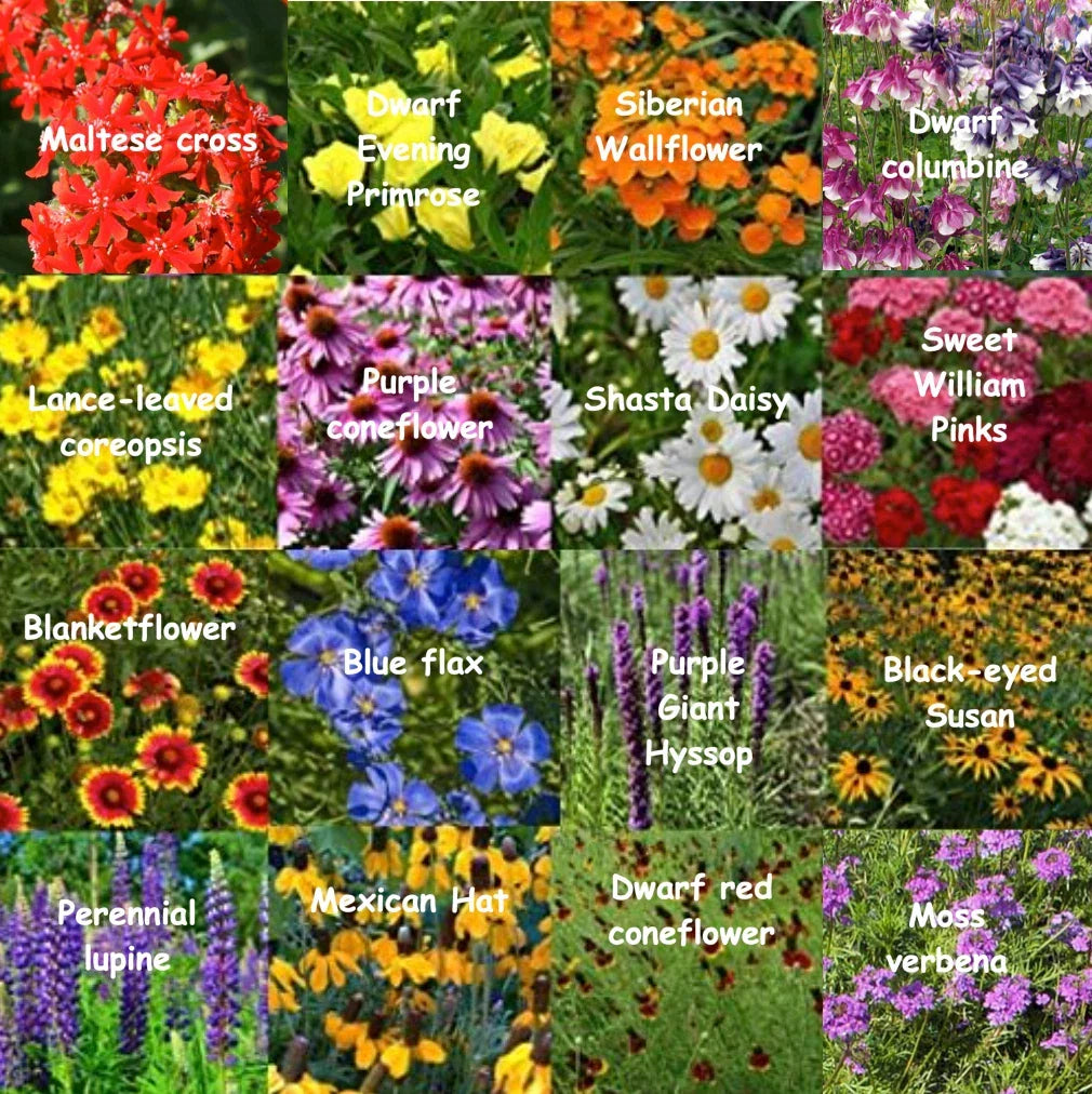 Bulk Wildflower Seed Mix 1 lb Perennial Garden Landscape Covering 2000 sq ft for All Zones