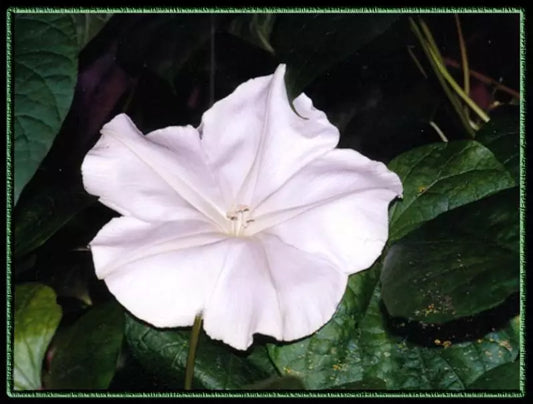 Moonflower Seeds - 18 Pack - Fragrant White Night Bloom Vine - Ipomoea alba - Climbing Annual for Gardens