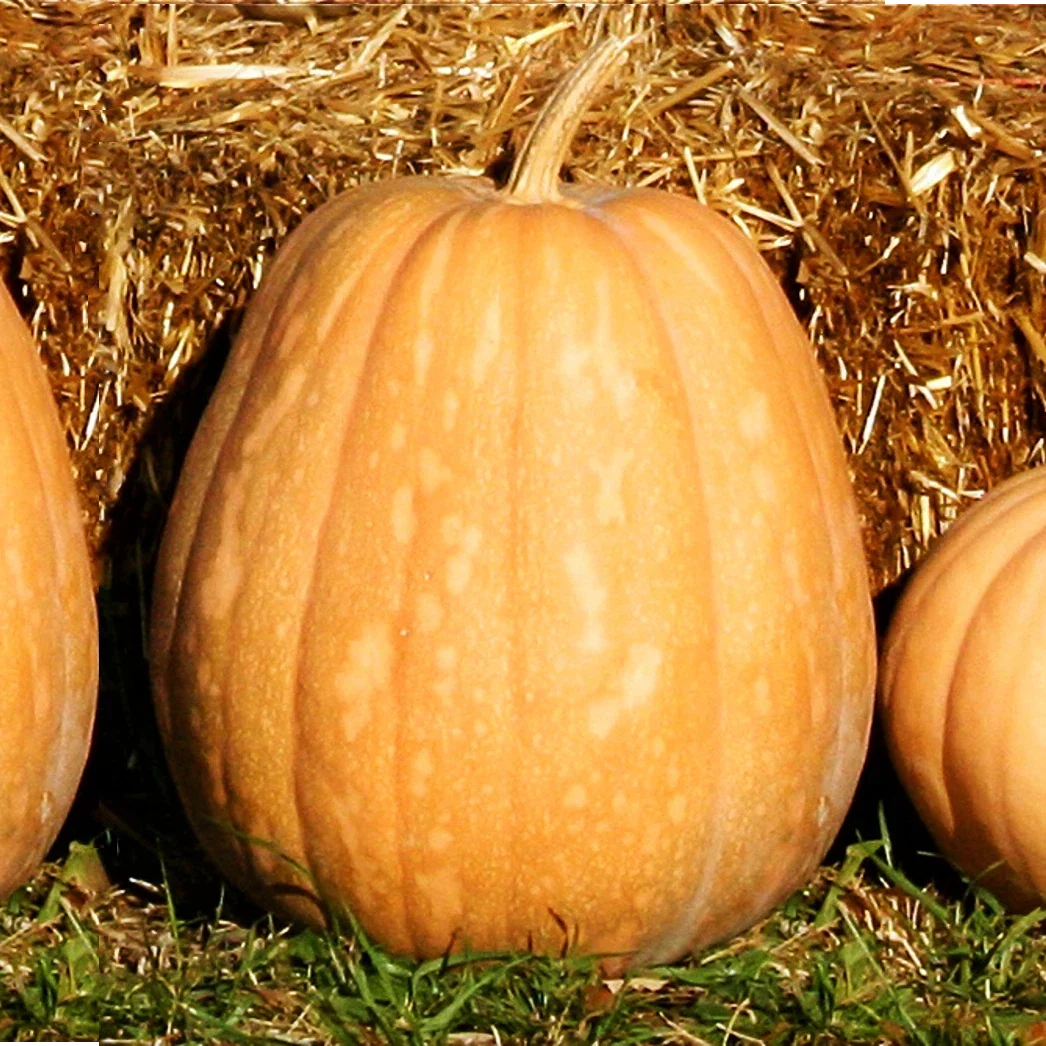 Dickinson Pumpkin Seeds Pack of 20 | Cucurbita pepo | Kentucky Field Tan Squash Vegetable Seeds for Fall Harvest