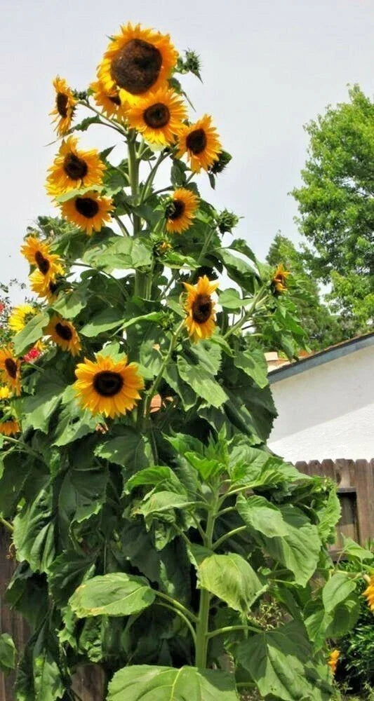 Skyscraper Sunflower Seeds - Pack of 50+ Heirloom Non-GMO Helianthus annuus for Tall, Vibrant Yellow Blooms, Pollinator Attractant