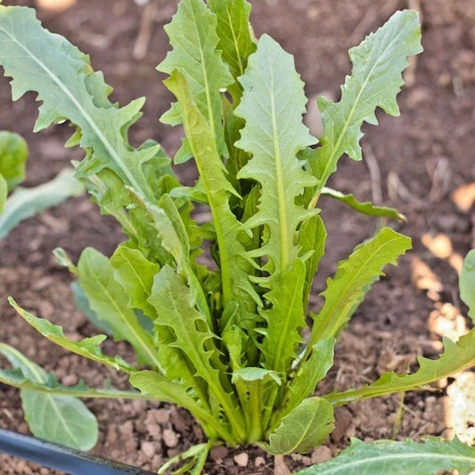 Italian Dandelion Seeds - Organic Chicory Endive for Gourmet Salad Greens, Fast Growing Edible Plant, Cichorium intybus, Seed Packet