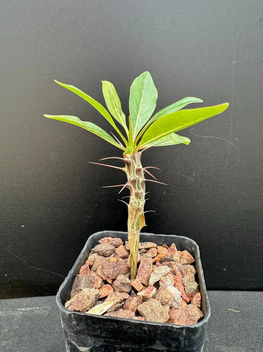 Ocotillo Plant in 2" Pot - Rare Succulent Fouquieria macdougalii - Spiny Desert Plant for Garden or Indoor Collection