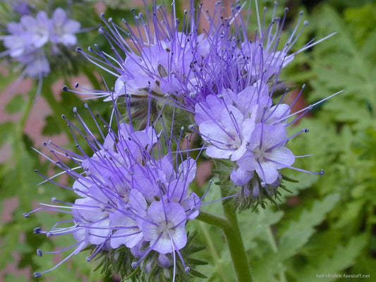 Lacy Phacelia Seeds | 1700+ Purple Edible Flower & Leaf Seeds | Phacelia tanacetifolia Annual for Pollinator Gardens