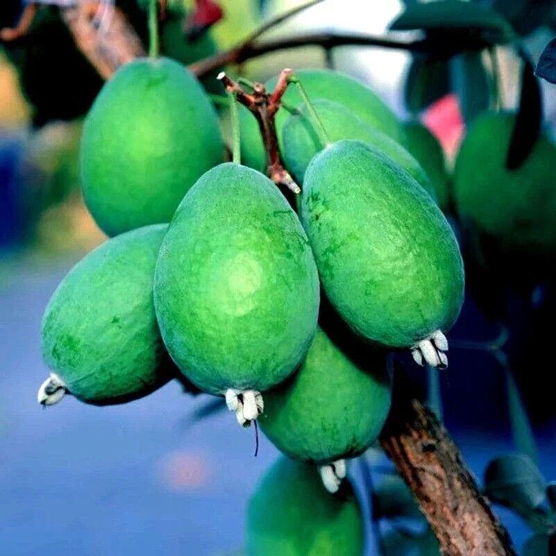 Pineapple Guava Tree Seeds - 20 Pack - Tropical Fruit - Feijoa sellowiana - Edible Guava Fruit & Ornamental Plant