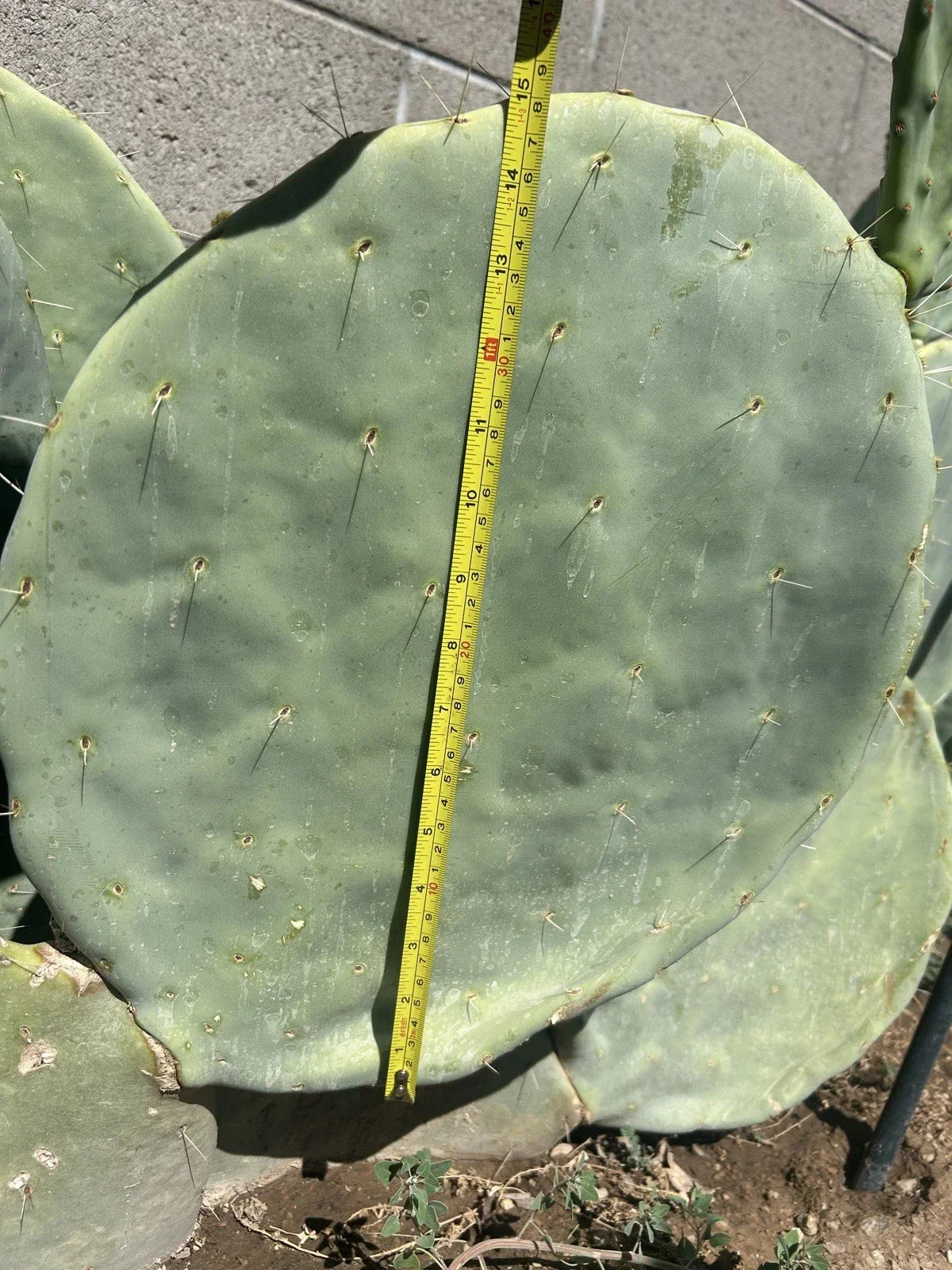 Prickly Pear Cactus Seeds 10pk – Opuntia Robusta – Hardy Succulent with Large Pads for Garden & Landscape