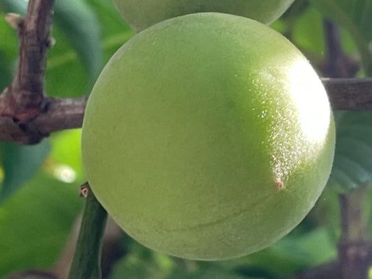 Japanese Ume Plum Fruits Cuttings - Prunus Mume, Edible Fruit Plant, Ornamental Tree for Garden or Bonsai