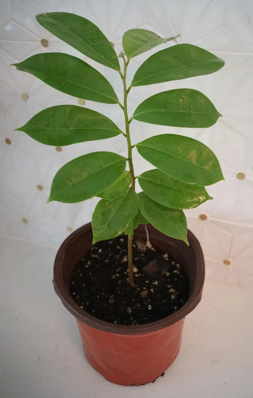 Soursop Tree in 5" Pot | Annona muricata | Tropical Fruit Tree for Patio & Garden