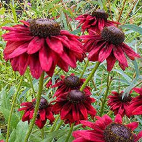 Cherry Brandy Coneflower Seeds – Echinacea purpurea 'Cherry Brandy' Perennial Flower Seeds for Garden, Pollinator Attracting, Drought Tolerant