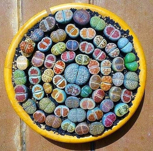 Mixed Lithops Succulent Seeds - Lithops Pseudotruncatella, Living Stones, 100 Pack for Indoor & Outdoor Gardening