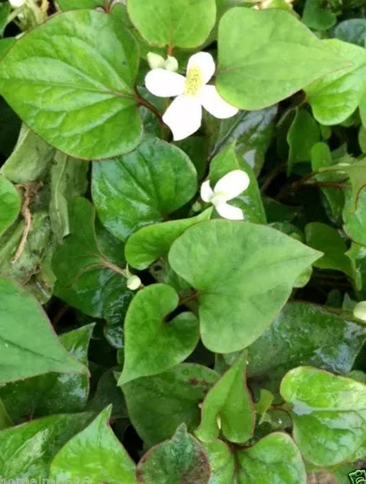 Houttuynia Cordata Fish Mint Live Plants - 10 Bare Root Culinary Herb - Heart-Shaped Foliage, Edible, Indoor & Outdoor Gardening