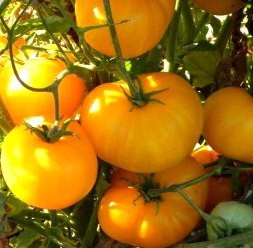 Azoychka Tomato Seeds 50+ Indeterminate Russian Heirloom Vegetable Garden Seeds for Full Sun