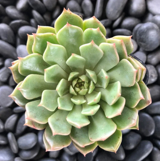 Graptoveria Olivia Succulent Plant 2 Inch, Drought-Tolerant Indoor Houseplant, Echeveria Hybrid, Live Decorative Plant