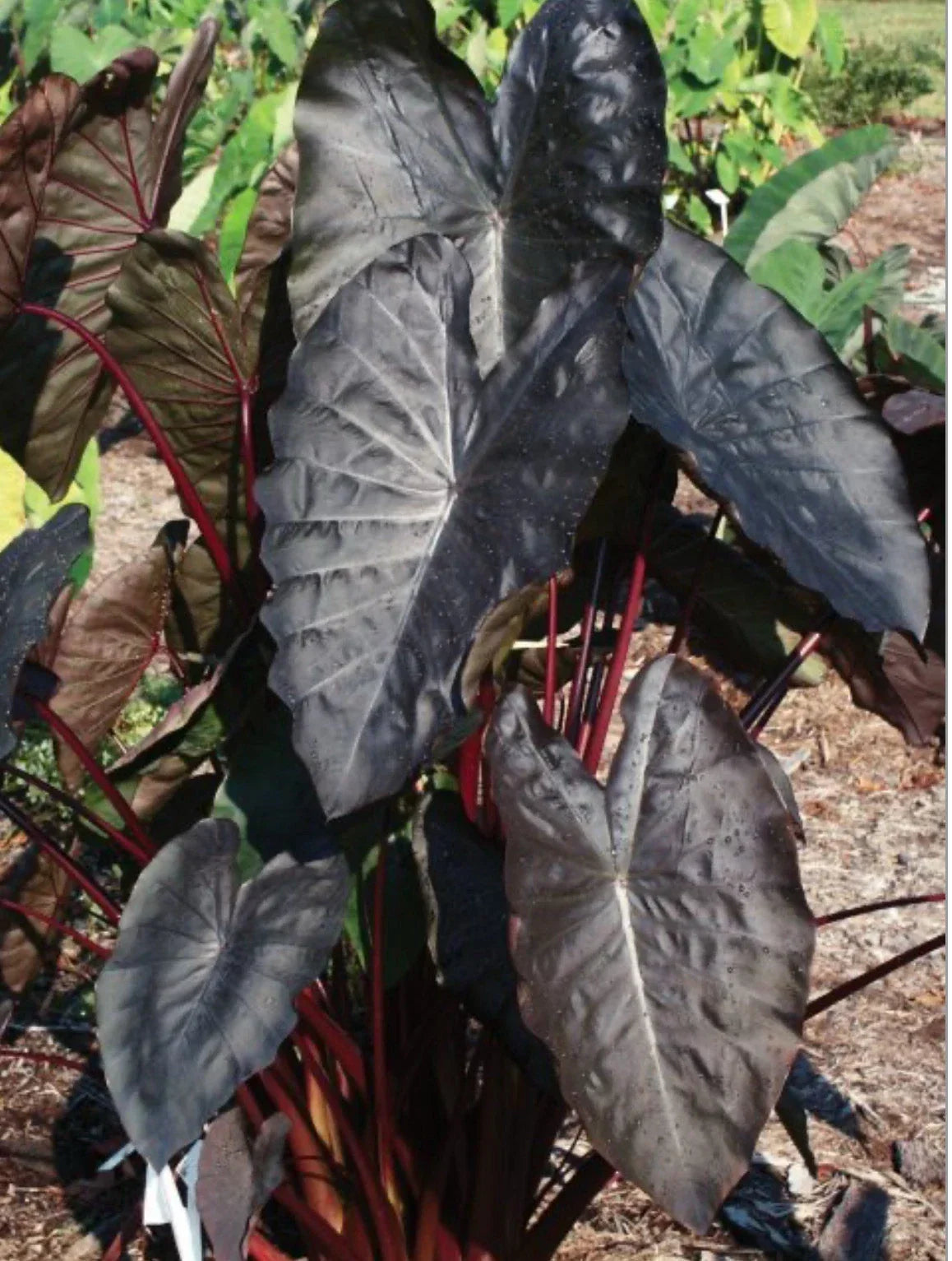 Diamond Head Elephant Ear Plant - Small Rooted Starter, Colocasia esculenta, Tropical Foliage, Indoor & Outdoor Garden