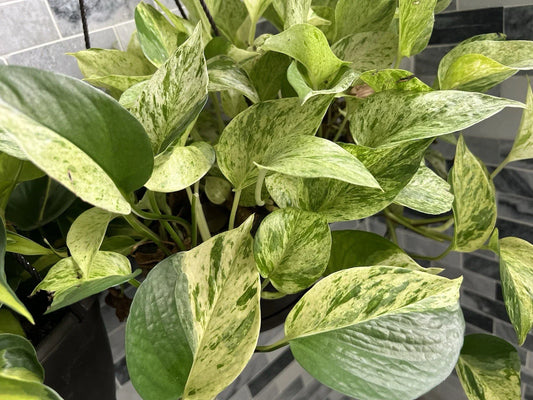 Marble Queen Pothos Cuttings Bundle - 3 Variegated Epipremnum aureum Tropical Trailing Plants
