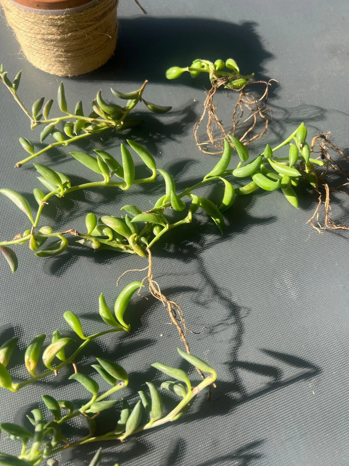 String of Bananas Cuttings - 3 pcs Senecio radicans Easy Care Succulent Plants for Indoor Gardening
