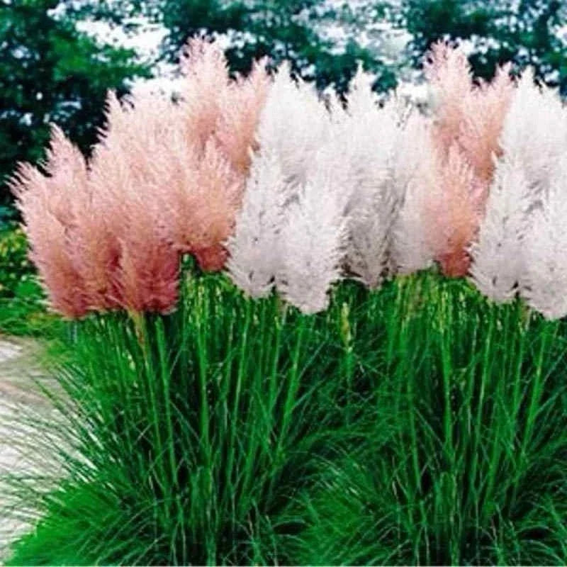 Pampas Grass Seeds Mix - 25 Perennial Ornamental Seeds - Cortaderia selloana - Drought-Tolerant Garden Plants