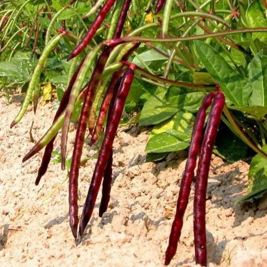 Mississippi Pinkeye II Purplehull Cowpea Seeds – Organic Vigna unguiculata, High-Yield, Disease-Resistant, 50+ Seeds for 2025 Planting