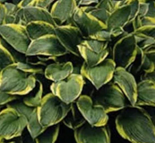 Hosta Plant - Aureomarginata - Green Leaves with Yellow Edges - Shade Garden Perennial - Hosta sieboldiana
