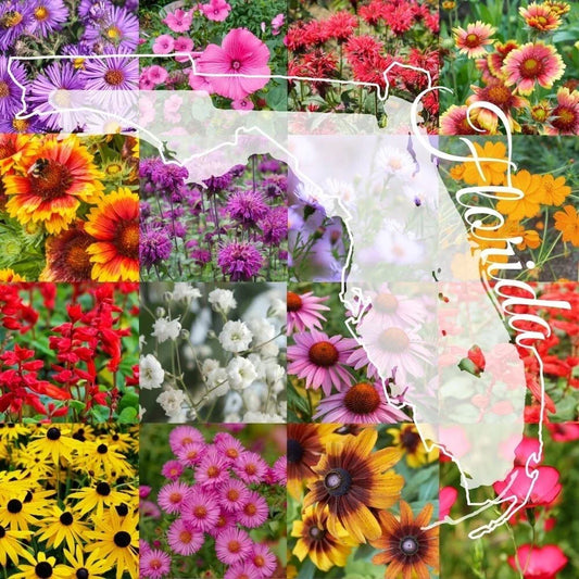 Northern Florida Wildflower Seed Mix 1 Pound Bulk, Native Flower Blend for Gardens, Eco-Friendly Seed Mix, Covers 2,000 sq ft