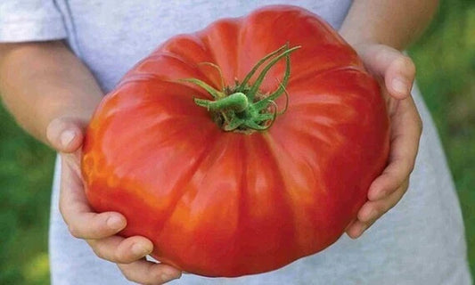 Mortgage Lifter Tomato Seeds - Organic Heirloom Non-GMO Pack of 120+ Large Juicy Fruits for Home Gardening