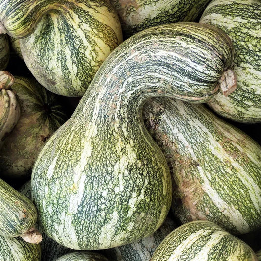 Green Stripped Cushaw Seeds - 20+ Count, Heirloom Cucurbita mixta, Vegetable Garden, Full Sun, USA Planting