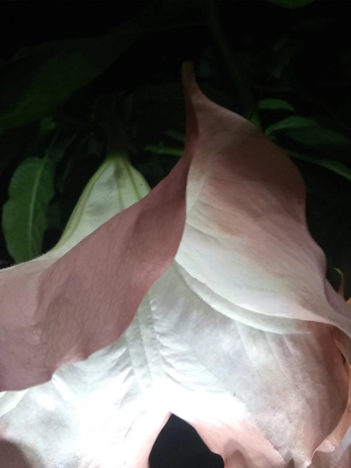 Brugmansia Cuttings Pink/Peach Angel Trumpet Fragrant Flowers Easy to Grow Garden Plant