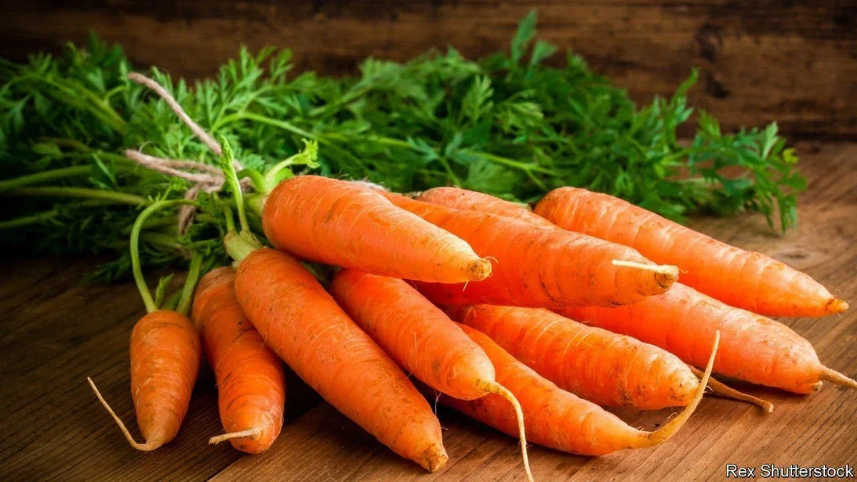 Carrot Seeds 50 Pack Non-GMO Heirloom Daucus carota - Crunchy Orange Carrots for Home Gardening