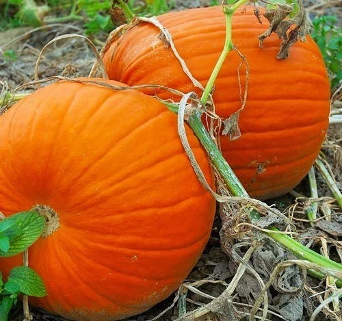 Large Heirloom Pumpkin Seeds for Carving & Cooking – Cucurbita pepo, Flat Bottom, Thick Flesh, Premium Seed Packet