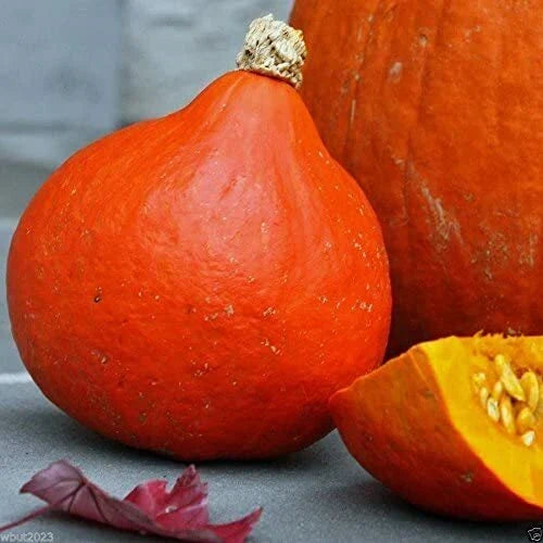 Japanese Red Kuri Squash Seeds | Heirloom Uchiki Kuri | Non-GMO Cucurbita Maxima | Organic Vegetable Seeds for Home Garden