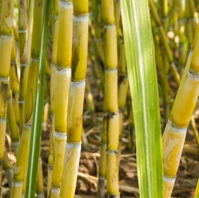 Green Sugarcane Plant Cuttings 12" | Saccharum officinarum | Propagation & Gardening Supplies