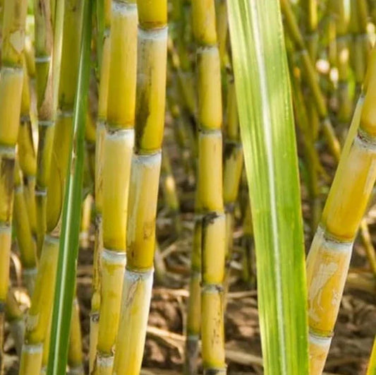 Green Sugarcane Plant Cuttings 12" | Saccharum officinarum | Propagation & Gardening Supplies