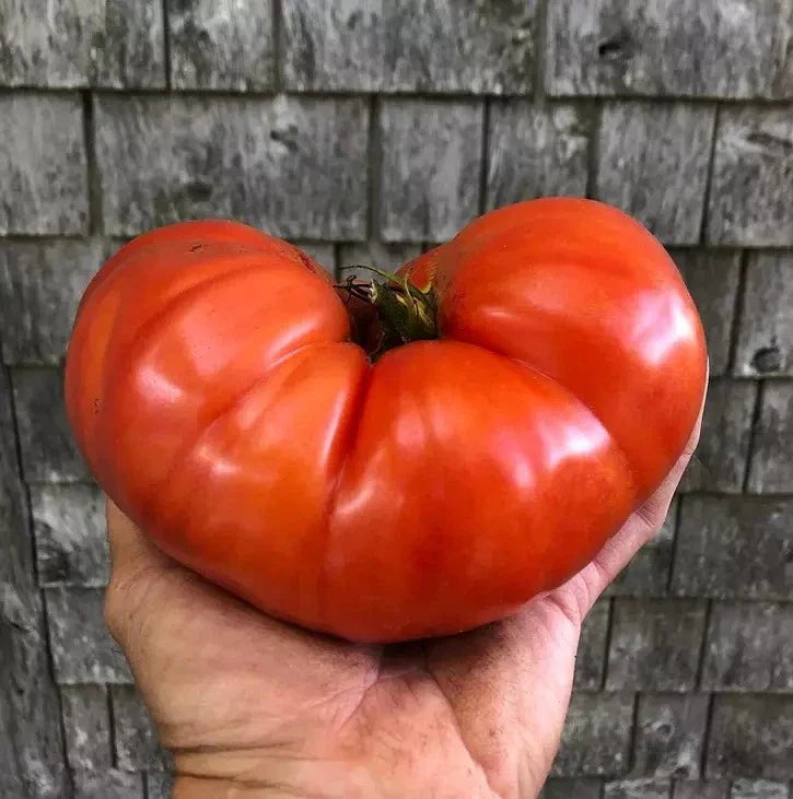 Giant Beefsteak Tomato Seeds - Organic Heirloom Non-GMO Pack of 120+ for Home Gardening, Juicy Large Tomatoes, Solanum lycopersicum