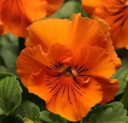 Pansy Seeds - 50 Frizzle Sizzle Orange Viola tricolor var. hortensis Garden Flower Seeds for Borders & Containers