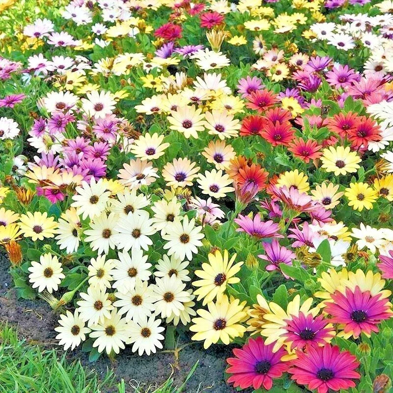 African Daisy Flower Seeds Cineraria Mix - Arctotis stoechadifolia, Drought Tolerant, Vibrant Colors, Easy to Grow, 201+ Seeds