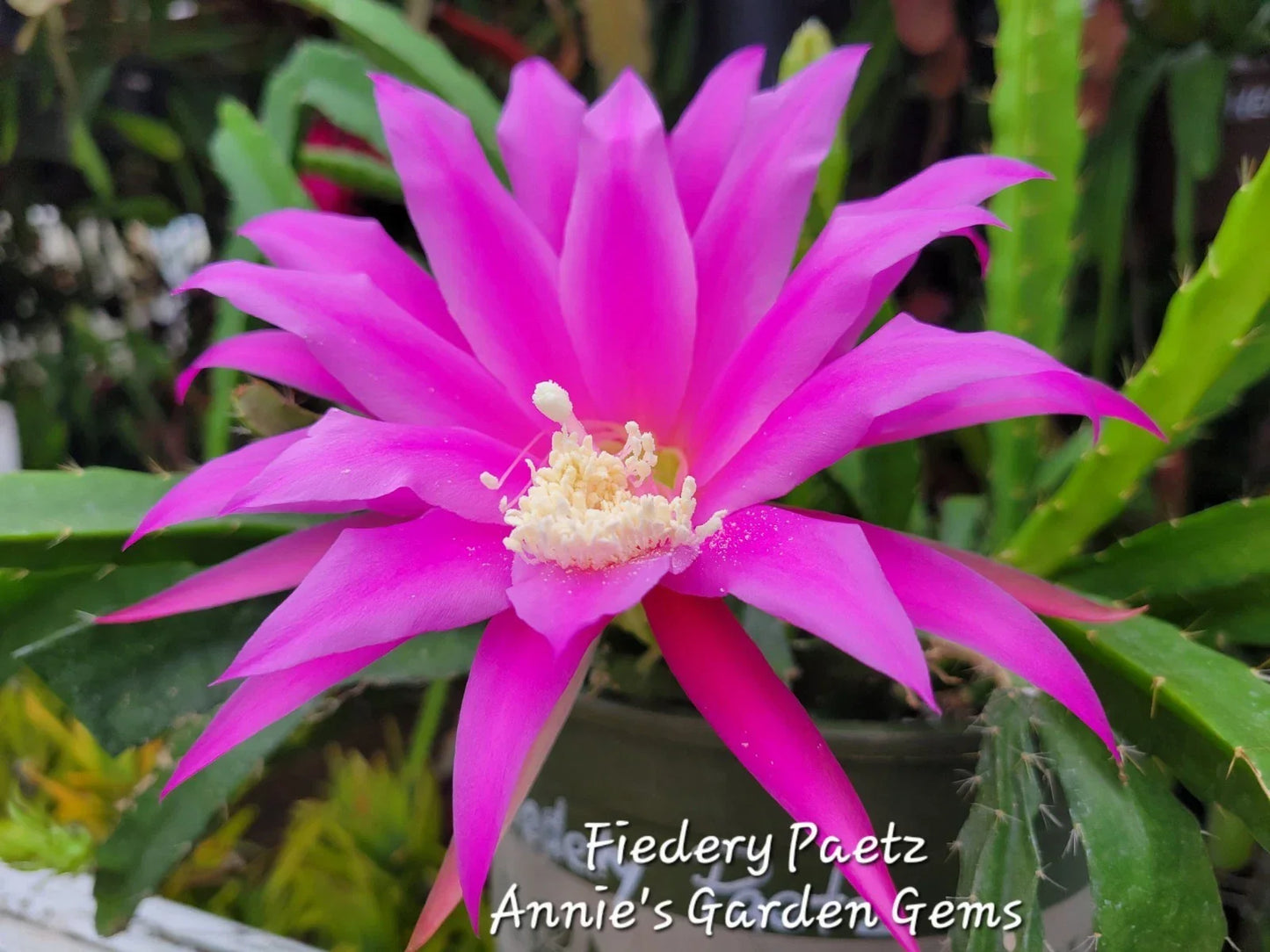 Epiphyllum Cuttings - Unrooted 8-10 Inch Fiedery Paetz Cactus for Propagation, Indoor Gardening, Succulent Plant