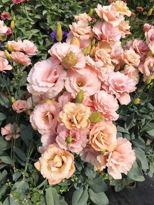 Lisianthus Plug 3-inch Apricot Eustoma grandiflorum Live Well-Rooted Starter Plant