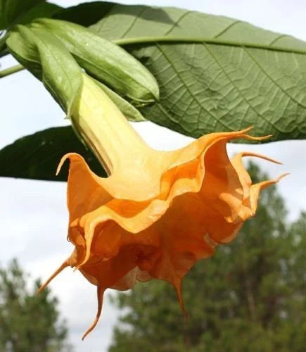 Orange Angel Trumpet Seeds - 10 Fragrant Brugmansia arborea Flower Seeds for Garden, Container, Pollinator Attraction