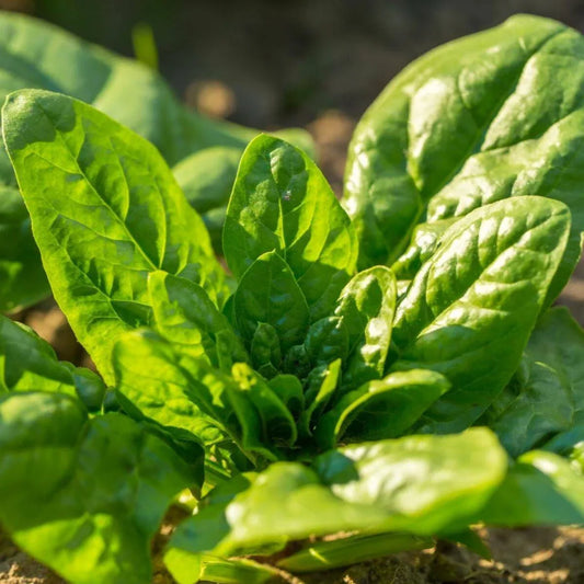 Noble Giant Spinach Seeds | Slow Bolting Green Leaf Lettuce | Spinacia oleracea | 200 Packets for Home Garden