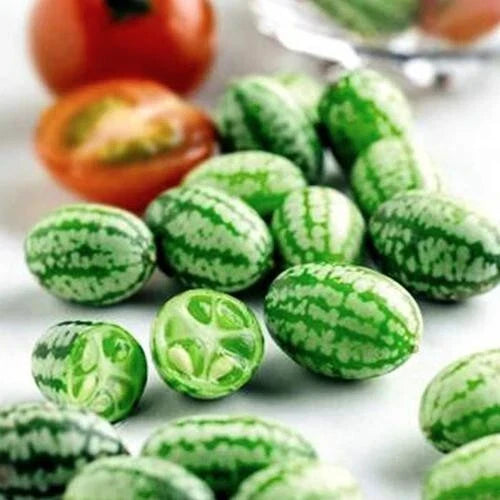 Organic Cucamelon Seeds - 20 Non-GMO Melothria Scabra for Container Gardening, Edible Mini Watermelon, Vining Plant
