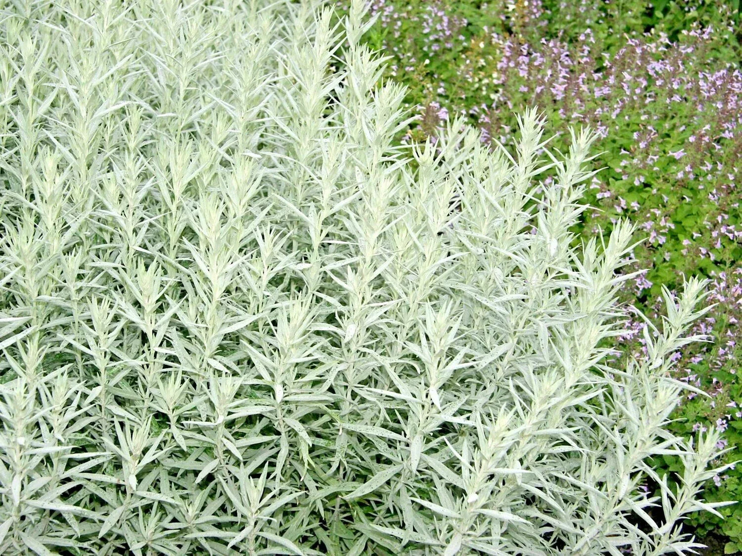 Prairie Sage Flower Seeds - White Sagebrush, Native Wildflower, Perennial Artemisia ludoviciana for Smudging & Wildflower Gardens
