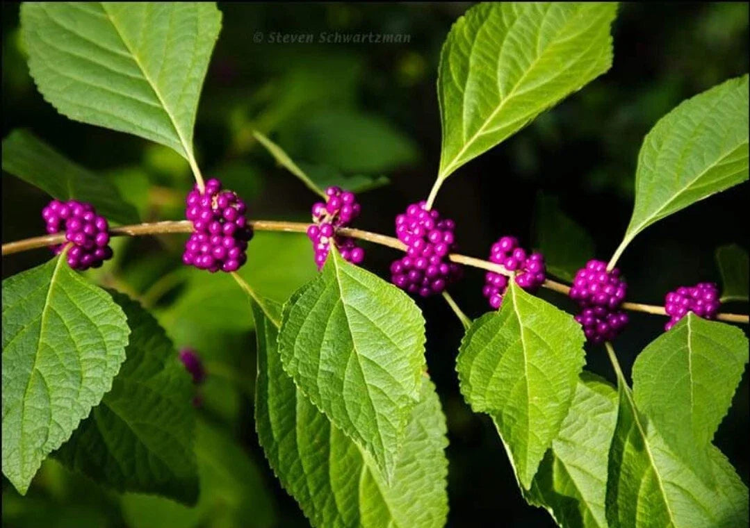Organic American Beautyberry Seeds, Callicarpa americana, Perennial Bush, 50+ Non-GMO Seeds for Garden, Vibrant Purple Berries