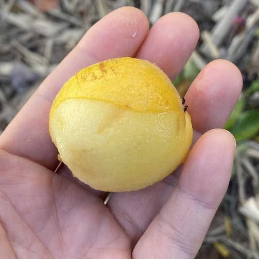 Loquat Scions for Grafting, Tori White Variety, 3 Cuttings, Eriobotrya japonica, Fruit Tree Grafting Material