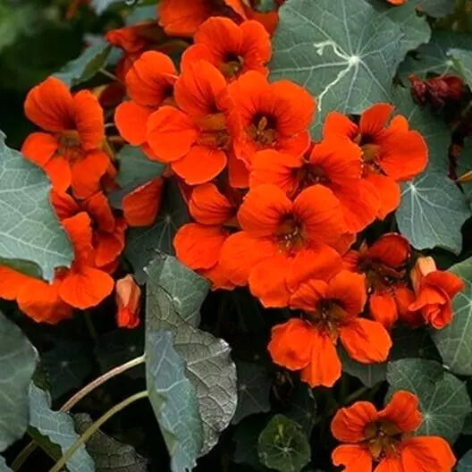 Nasturtium Seeds - Empress of India Red Vine - Edible Flowers & Leaves - Hummingbird Attracting - Tropaeolum majus - 20 Seeds