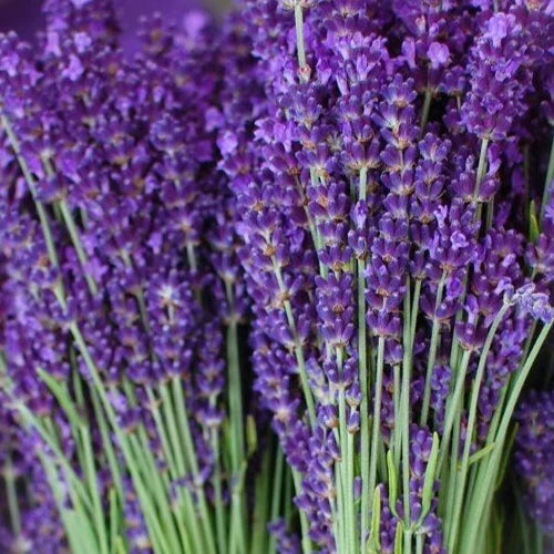 Lavender Seeds 200+ Lavandula angustifolia Perennial Herb for Garden, Containers & Borders | Fragrant, Easy to Grow