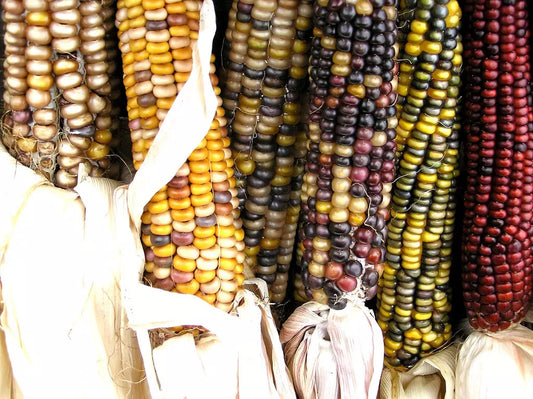 Indian Ornamental Corn Seeds – Zea mays – Decorative, Colorful Ears – Pack of 30 Seeds for Garden, Landscaping & Fall Decor