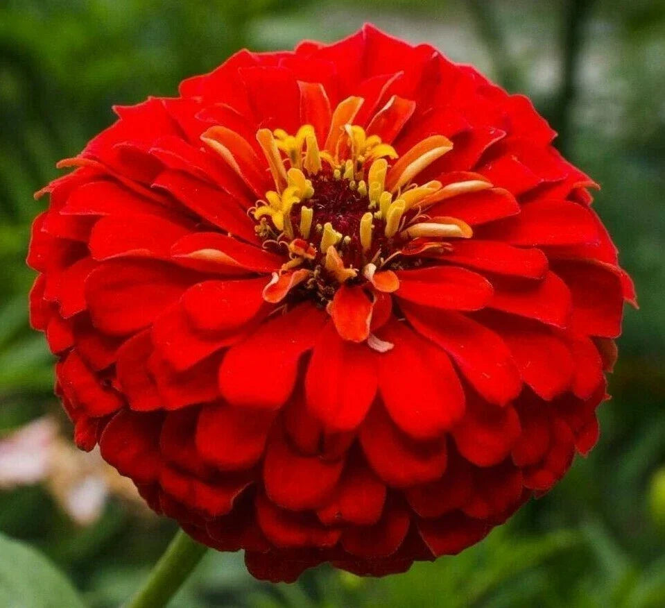 Cherry Queen Zinnia Seeds - Red Annual Flower Seeds for Garden, Zinnia elegans, Over 100 Seeds