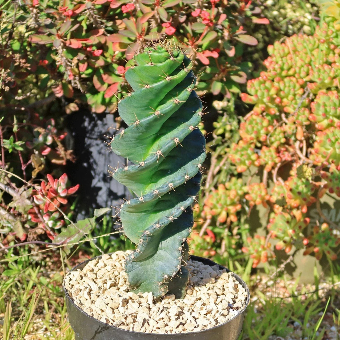 Spiral Cactus Plant - Cereus forbesii 'Spiralis' - Live Succulent for Indoor Decor and Gardening