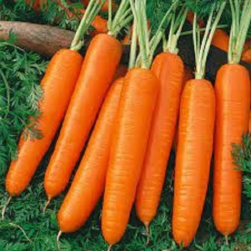 Organic Heirloom Carrot Seeds - Scarlet Nantes Variety - Non-GMO, Premium Vegetable Seeds for Home Garden & Container Planting