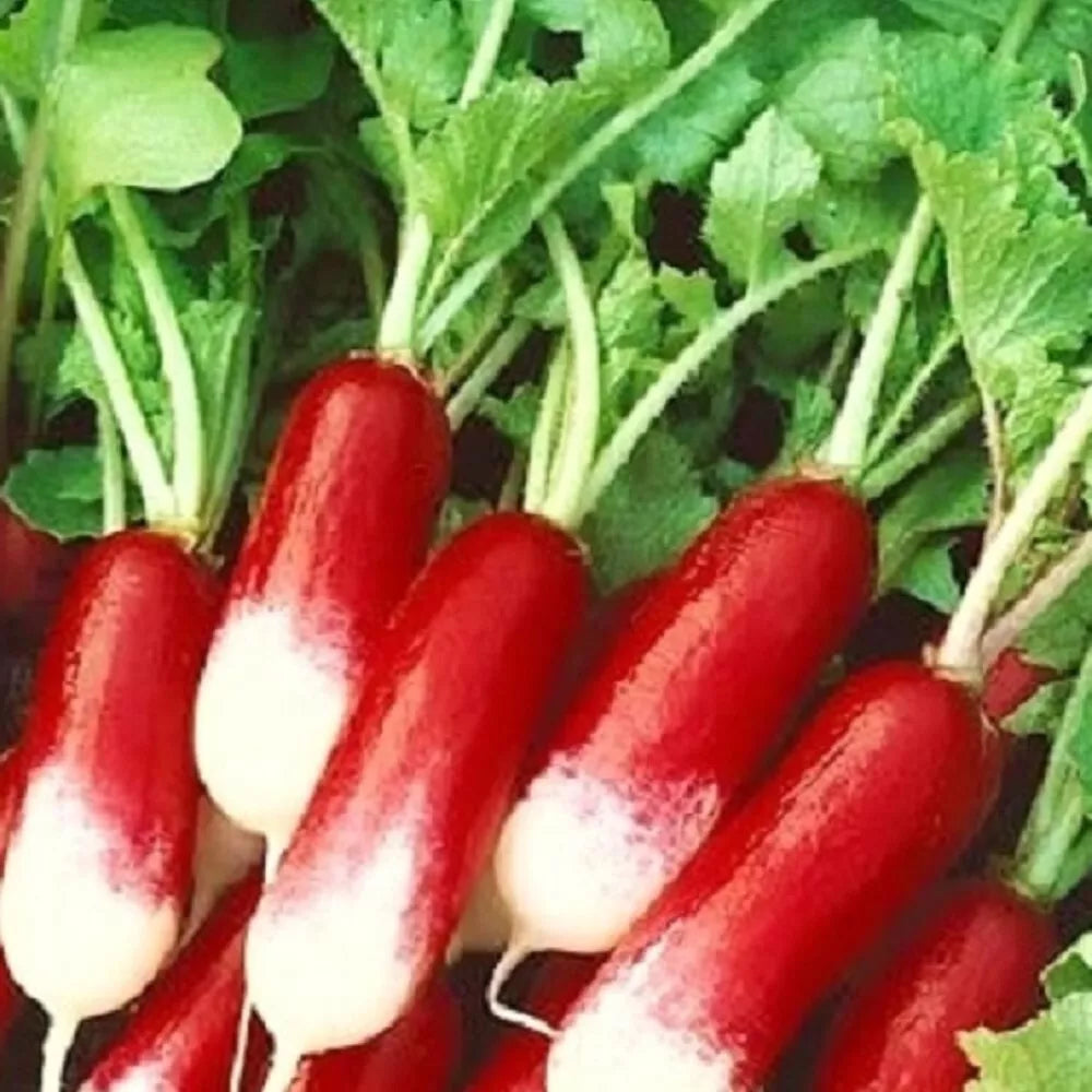 French Breakfast Radish Seeds | Heirloom Non-GMO Raphanus sativus Vegetable Garden Seeds