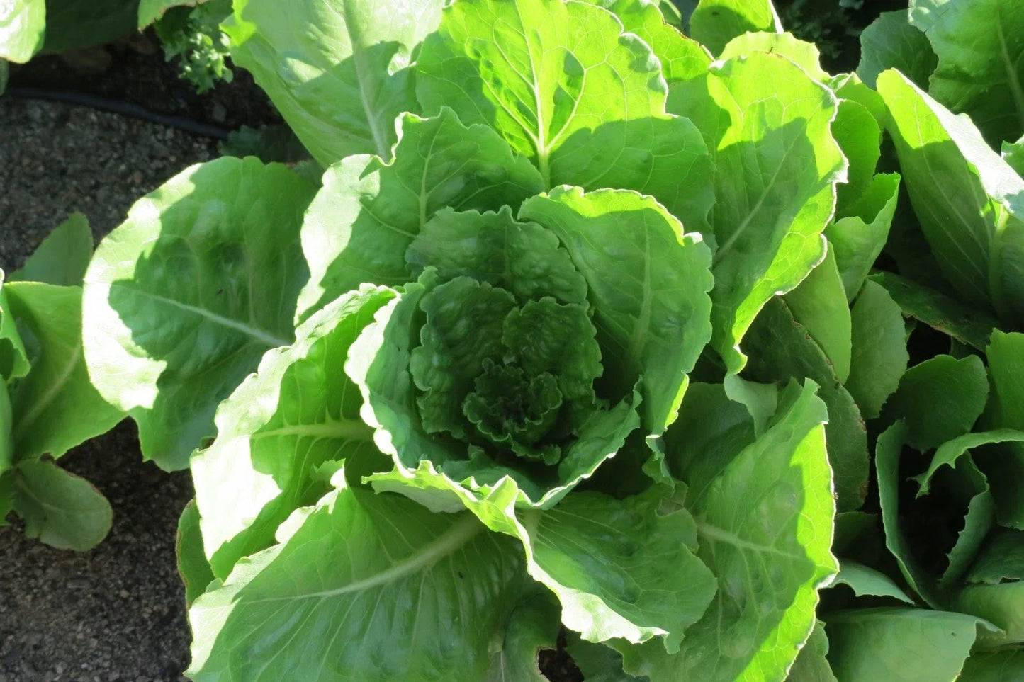 Vivian Romaine Lettuce Seeds – Lactuca sativa – Crisp, Leafy Green for Home Gardening, Salad, Container & Raised Bed Cultivation